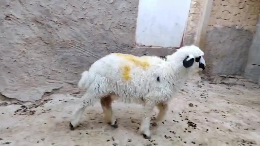 متاح فطيمه برشه مالت جنيه خشانه فول ومعلوفه سعره خاص الشراي يتصل على رقم ***********
المكان حديثة
*********** بي واتساب
