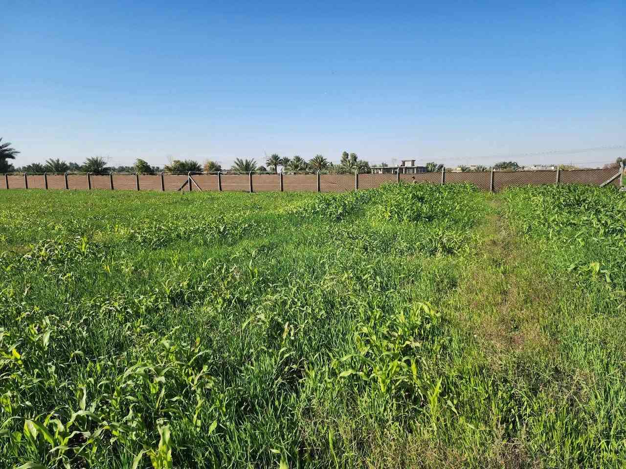 ارض زراعيه للبيع في بغداد عكركوف 9 دونم جاهزه مي وكهرباء وارض صالحه للزراعه والسكن


**إذا كنت صاحب هذا الإعلان وتريد حذفه لأي سبب، رجاءا أرسل رسالة إلى الدعم الفني**