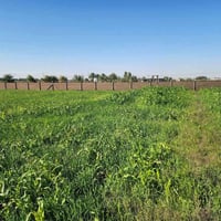 بغداد عكركوف • ٩ دونم • مي وكهرباء