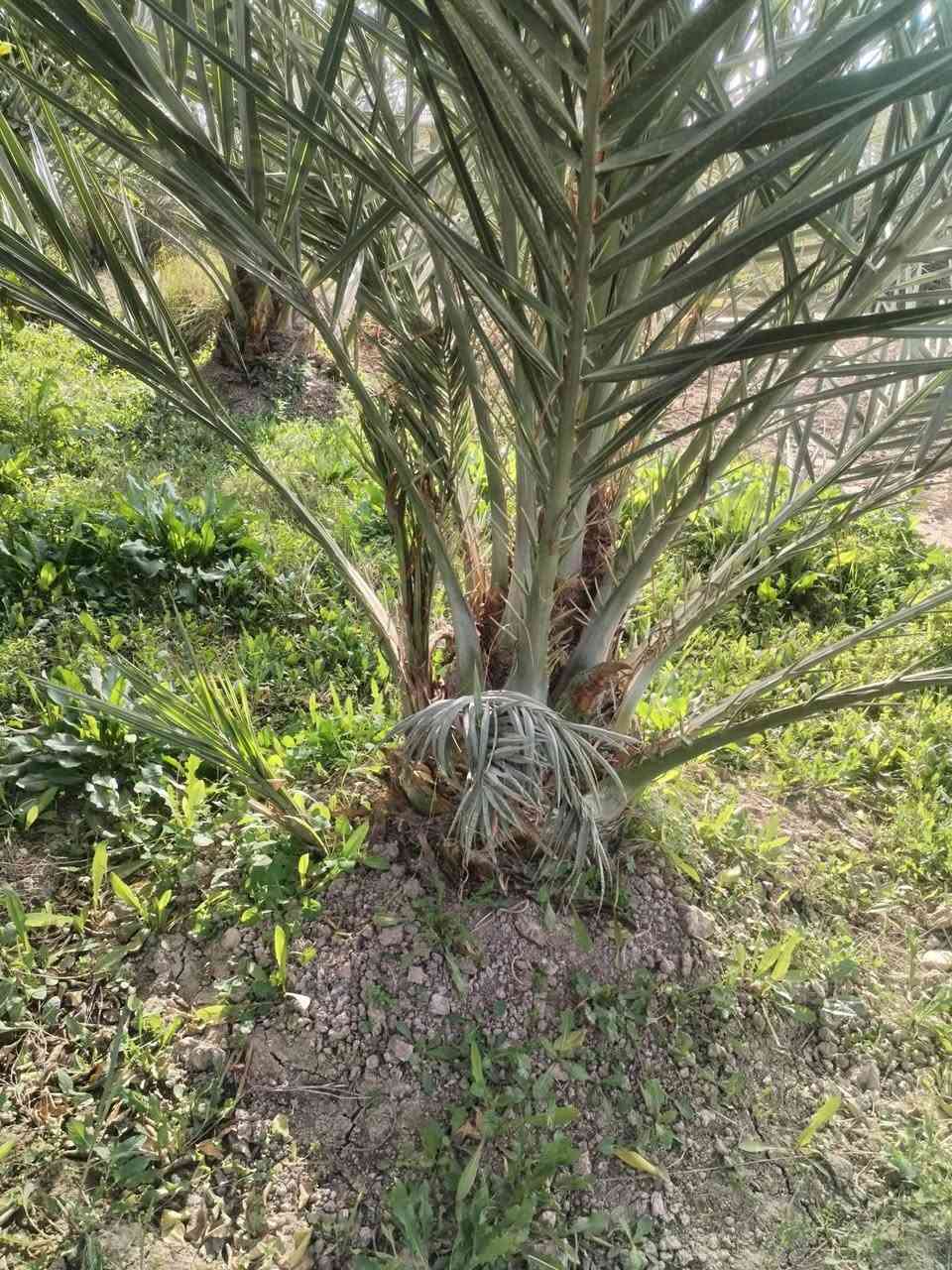 السلام عليكم اخوان امايات مجهول عدد 2 تنقلع بطينتها ومتعهد بلصنف لحين الاثمار  العنوان واسط قضاء الصويرة للاستفسار ***********
