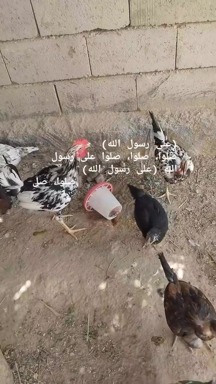 متاح زوج ورد الباكله فول خشانه  السعر 100 بي مجال بسيط مكان الرمادي راسل خاص


**إذا كنت صاحب هذا الإعلان وتريد حذفه لأي سبب، رجاءا أرسل رسالة إلى الدعم الفني**
