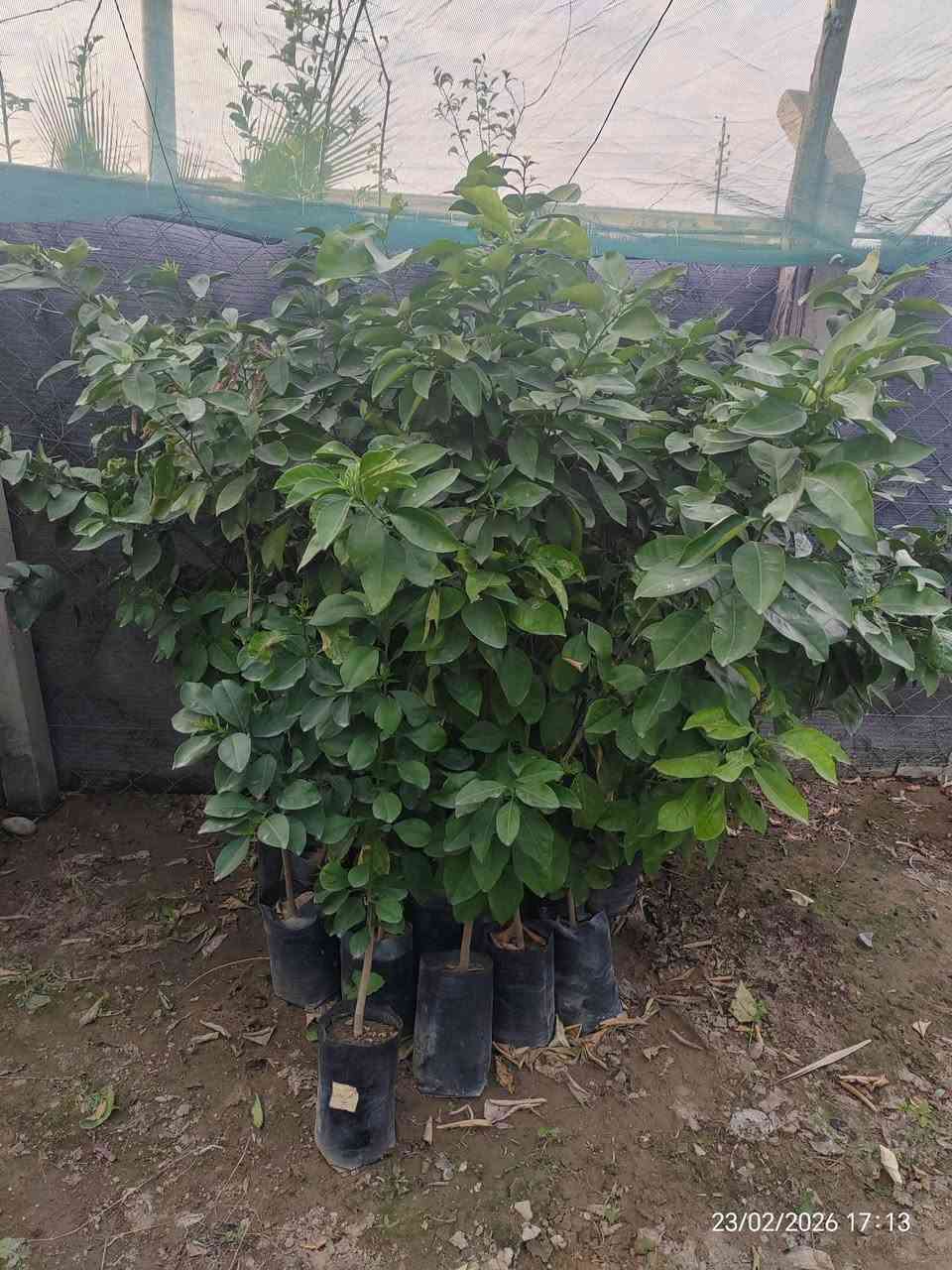 🌿🍊 متوفر لدينا أشجار حمضيات متنوعة بأسعار مناسبة وجودة ممتازة 🍊🌿
الأسعار تختلف حسب النوع والارتفاع
🔸 رارنج – 2000 د.ع
🔸 برتقال عراقي – 3000 / 6000 / 8000 د.ع
🔸 برتقال أبو الصرة – 5000 د.ع
🔸 برتقال دموي – 5000 د.ع
🔸 برتقال أسود – 10000 د.ع
🔸 برتقال منويلا – 10000 د.ع
🔸 سندي هندي – 5000 د.ع
🔸 كرينفول – 5000 د.ع
🔸 نومي حلو – 5000 د.ع
🔸 نومي بصرة – 3000 د.ع
🔸 لالنكي أكينو – 3000 د.ع
🔸 ليمون نومي حامض – 3000 / 8000 د.ع
🔸 لالنكي مصري وعراقي – 6000 / 8000 د.ع
🔸 جويفة – 4000 د.ع
🔸 أترنج – 7000 د.ع
🌱 الشتلات قوية ومكفولة وخالية من الأمراض
📏 تتوفر بأحجام وارتفاعات مختلفة

للتواصل (*********** / ***********)

 موقع المشتل ( الحساوية مجاور ملعب الشعب)

وقت العمل العصر فقط من الساعة 3 الى اذان المغرب
بأدارة محمد عماد
