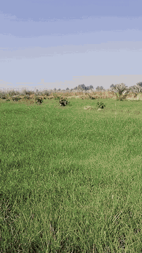 دونمين للبيع بالجنابيين بالقاسم عليه السلام طابو زراعي سند ٢٥ السعر ١٢...