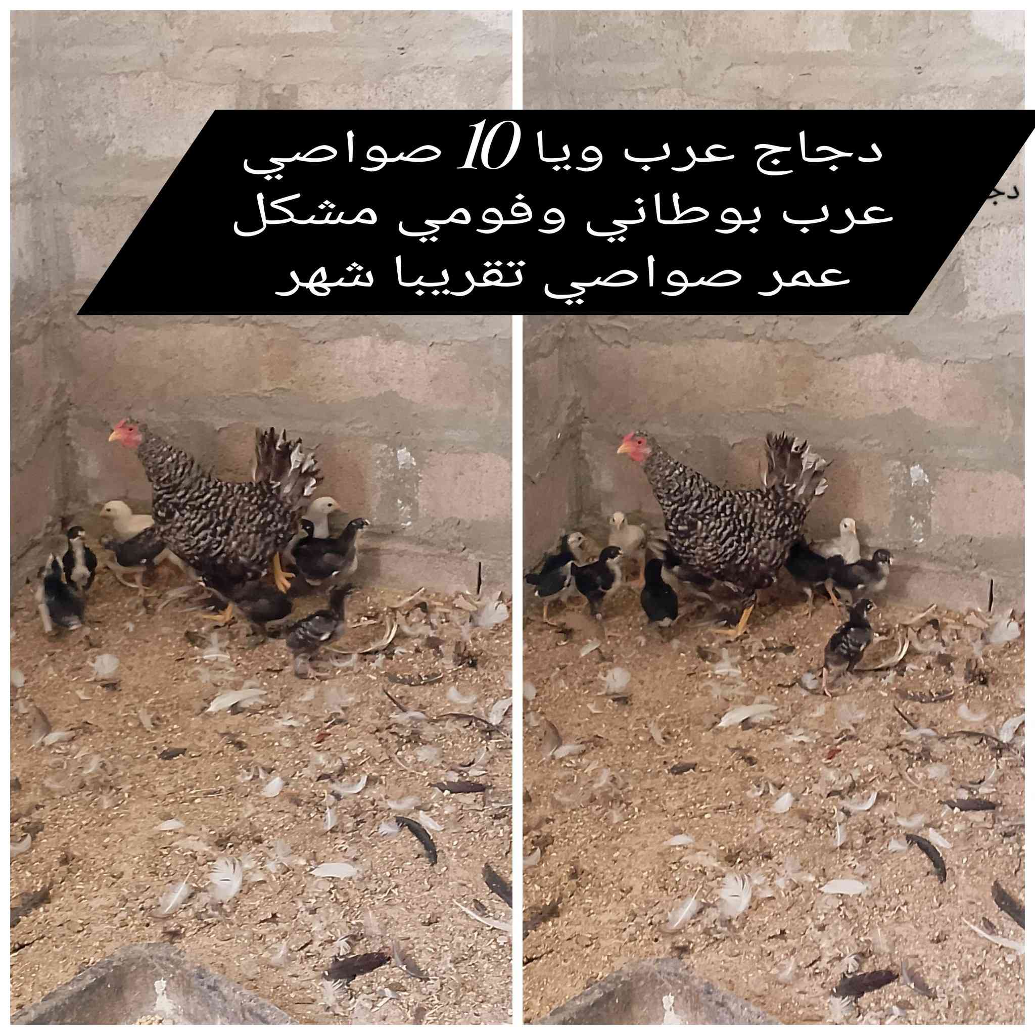 #وجبه_دجاج_وصواصي_للبيع •
- صحه ونشاط فول 100% •
- عنوان // موصل--برطله • 
- للاتصال والاستفسار 👇 •
- *********** اتصال او واتساب •
- ***********  اتصال او واتساب •

