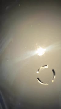 شباب ذبانه ام تسع زروف نضيفه برغي ما مفتوح بيه سلف وهندر ودارجه كامله ...