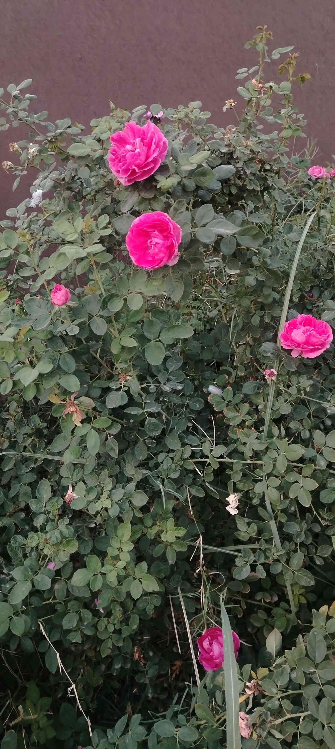 كلشي جاهز جمله مفرد طريق حله نجف الرارنجيه ماكو توصيل 
***********
