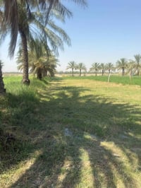 ارض للبيع بابل • ارض زراعية للبيع • ارض تجارية للبيع • طابو زراعي • سن...