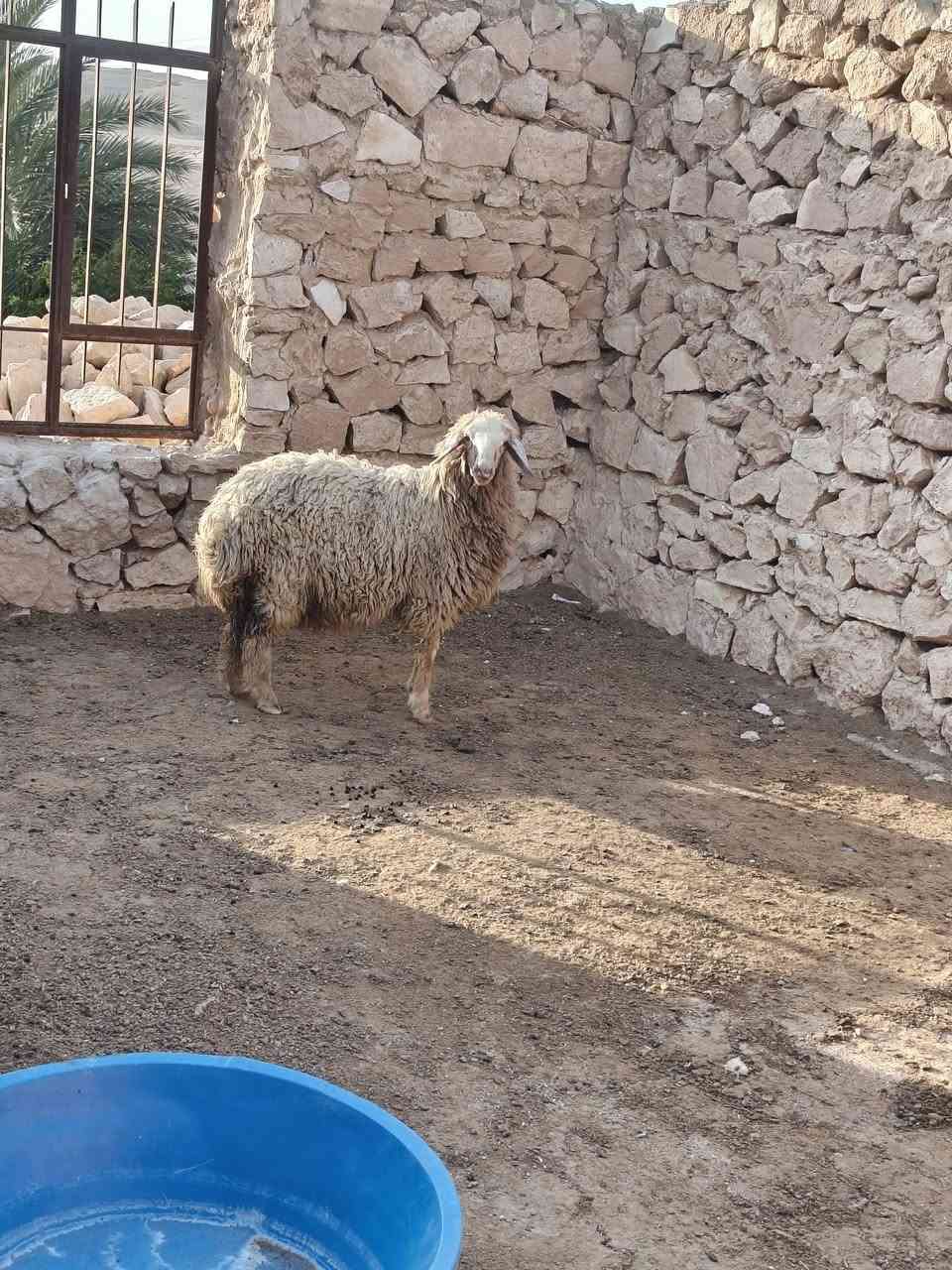 متاح فطيمه عشمه خشنه وشكه طويله وسمن شرط نصاح حلوه رقم واحد وين جنايه عل حلال نضيف درجه اوله فول مكفول سعر خاص مكان بروانه سنجك يوجد توصيل حسب لاتفاق ***********

