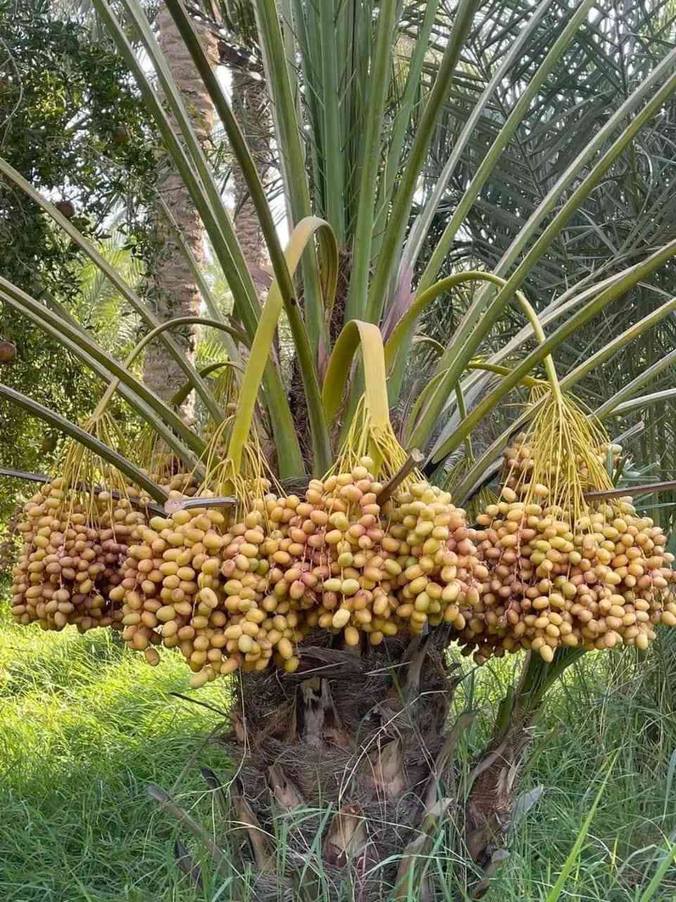 دونم سند ٢٥ للبيع بستان كامل من نخيل وتين وفوكة العنوان بابل الهاشميه تبعد عن طريق ياحسين ١٥٠ متر اي استفسار ***********
