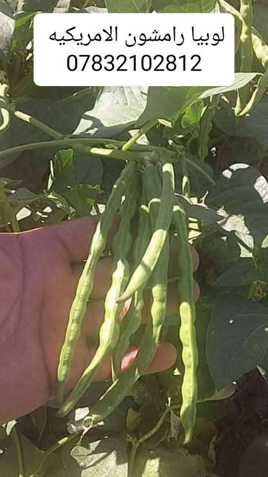 بذور لوبيا للبيع صنف رامشون الامريكيه متعهد بيها انتاج خير من الله ***********
