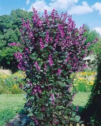 بذور ورد متسلق • فاصوليا الهايسنت • توصيل السماوه