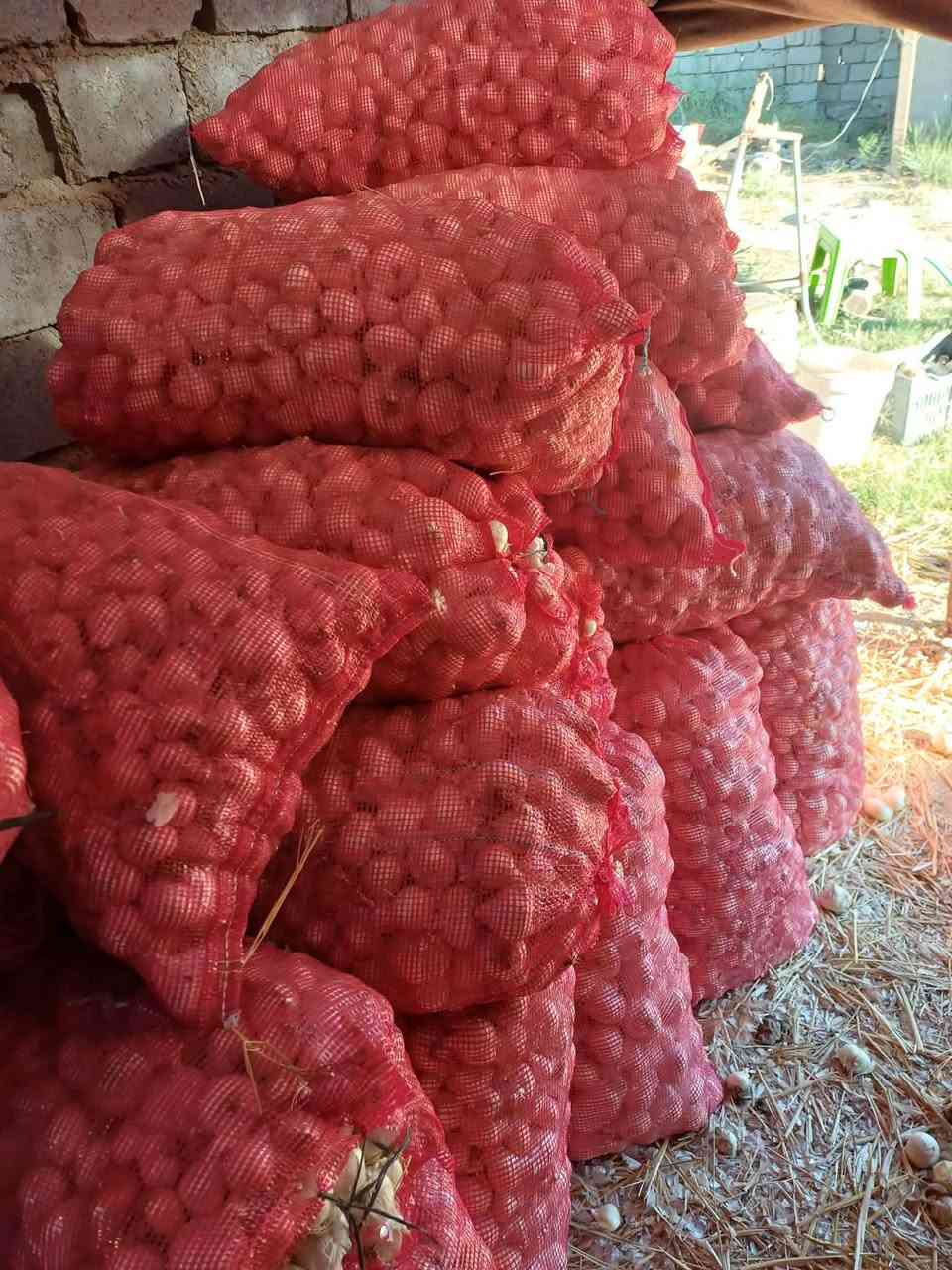 خوين بصل للبيع اتعهد بالبصل شوملي حلة
 ‭***********‬
