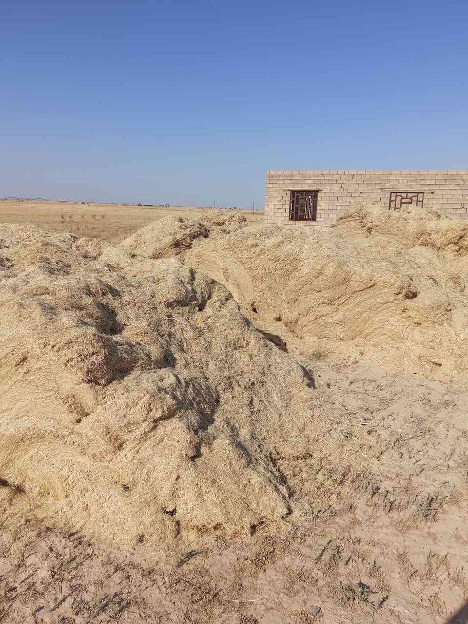 يوجد تبن للبيع مال السنه ***********
