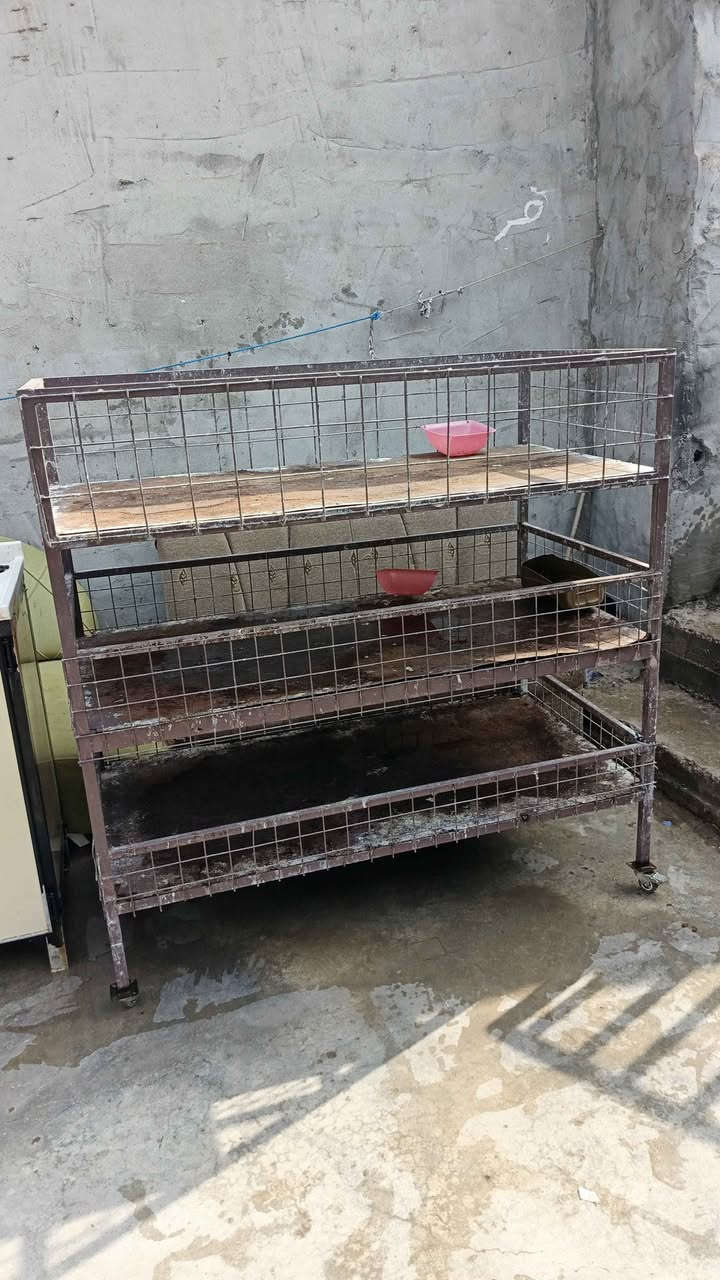 ‎ميوزه قفاص لبيع كلمن وسعره‎ كركوك, العراق


**إذا كنت صاحب هذا الإعلان وتريد حذفه لأي سبب، رجاءا أرسل رسالة إلى الدعم الفني**