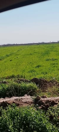 للبيع 80دونم 07733713714