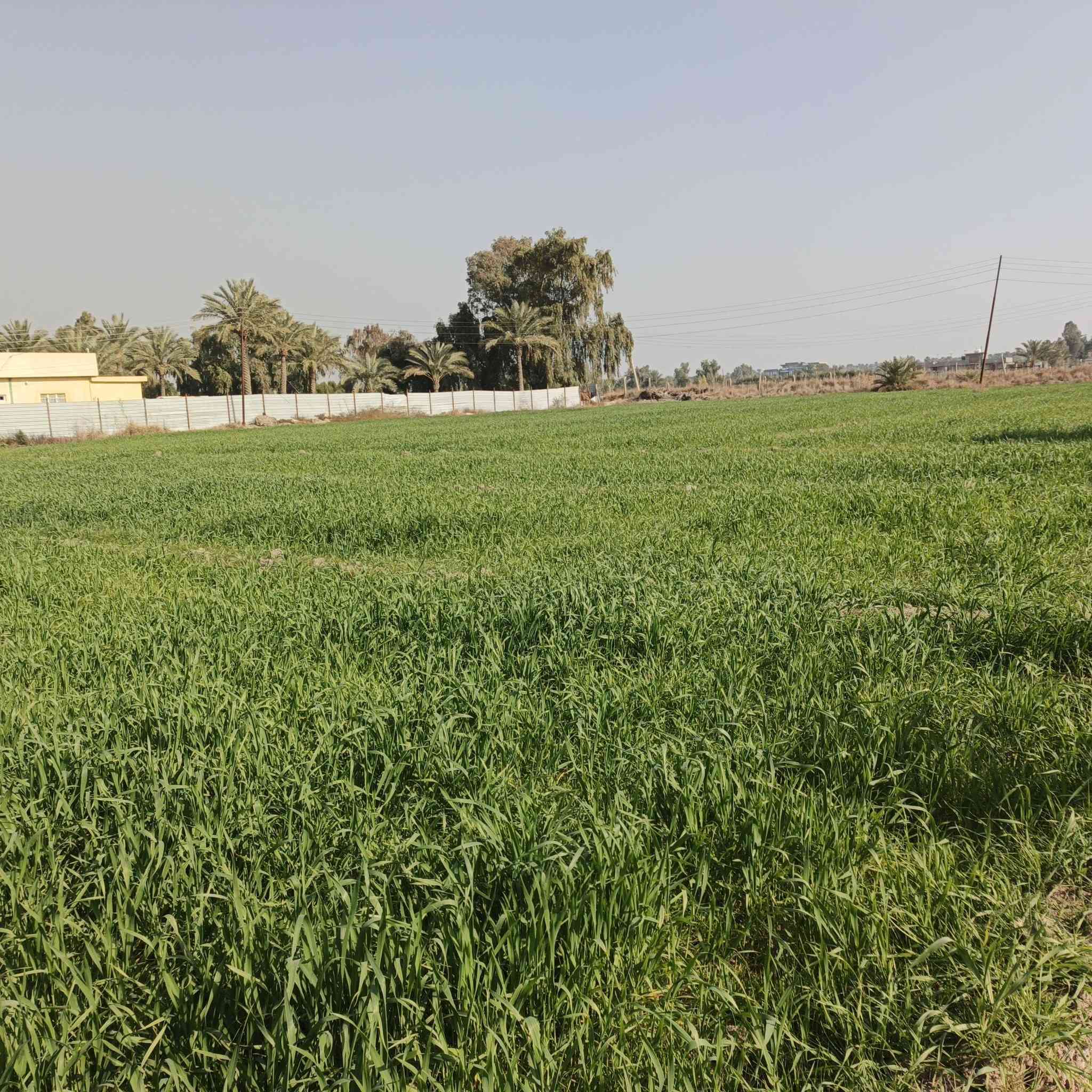 سلام عليكم أرض زراعي سند ٢٥البيع المساحه ٥دونم خدمات مي +كهرباء +تبليط  العنوان بغداد اليوسفيه تفاصيل أكثر ***********
