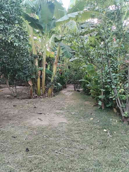 سلام عليكم عندي ربع دونم ٦٢٥ سند ٢٥ بي بيت جديد للبيع في الراشديه ساده البحيات مزروعه السعر ١٥٥ مليون للستفسار اكثر اتصل *********** بي وتساب
