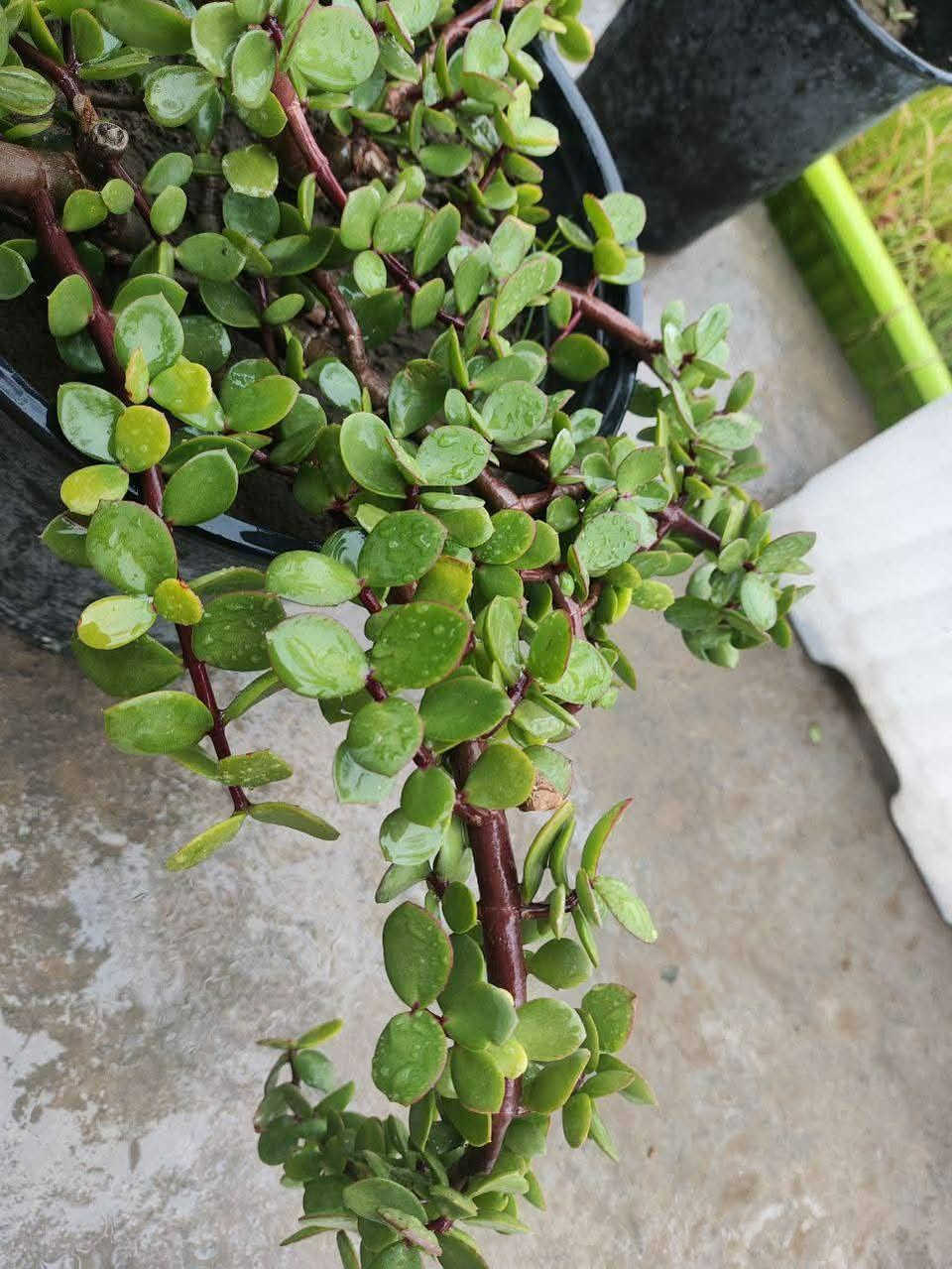 يتوفر شتلات حلوات بأسعار مناسبة...
ورد جوري عراقي، ،جهنمي لون وردي ولون حني ولون ابيض،، أكاسيا مصرية ارتفاع متر تقريبا،، دمعة طفل،، انتران،، دم العاشق، لفيرا،، جلد النمر خارجي،، بتونيا قزمي لون وردي ، كرن الغزال،، شوكة المسيح لون احمر،، عين البزون لون ابيض ولون بنفسجي، العنوان ابي غرق مقابل البلدية عبر البزل خلف الحسينية أو خلف المولده للتواصل ***********
