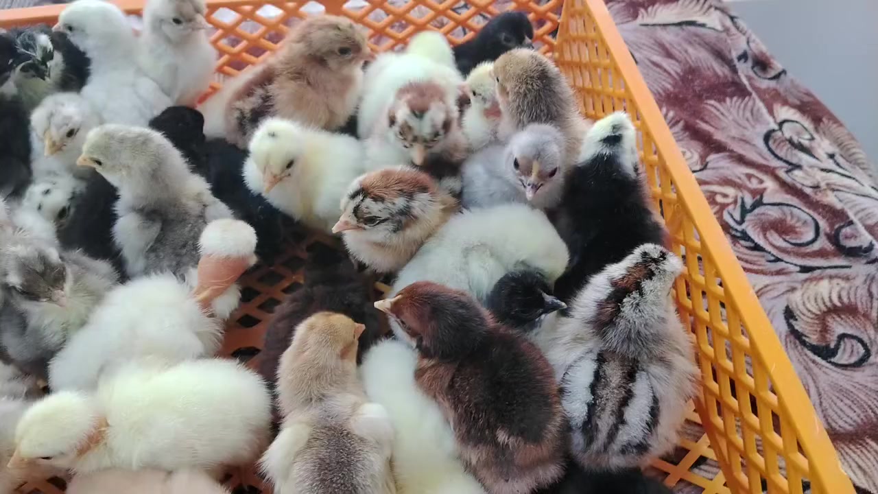 سلام عليكم متاح لبيع فقاسه بنضام الدكت العراقي
تفقيس ١٠٠بل ١٠٠  350بيضه شرط التفقيس السعر 200 
مكاني كربلاء فوك من فندق البارون  عامود 100
‏‪0777 966 5565‬‏
