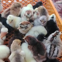 فقاسة • ٣٥٠ بيضة • كربلاء