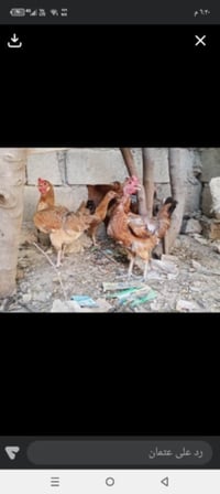 بياض شرط • ديوك • دجاجة قاعدة