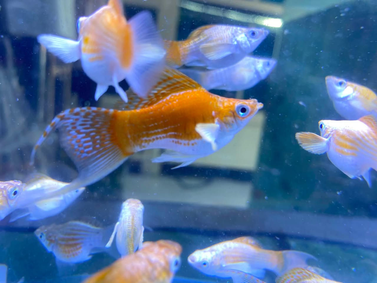 وصول وجبه اسماك جديده الى معرضنا اسعار مناسبه 🐠
🐬🐬🐬🐬🐬🐬🐬🐬🐬🐬🐬🐬🐬🐬🐬🐬
العنوان كركوك قادسيه سايد المرور القديم مجاور حلويات الحلواني


**إذا كنت صاحب هذا الإعلان وتريد حذفه لأي سبب، رجاءا أرسل رسالة إلى الدعم الفني**