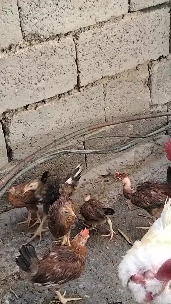 للبيع


**إذا كنت صاحب هذا الإعلان وتريد حذفه لأي سبب، رجاءا أرسل رسالة إلى الدعم الفني**