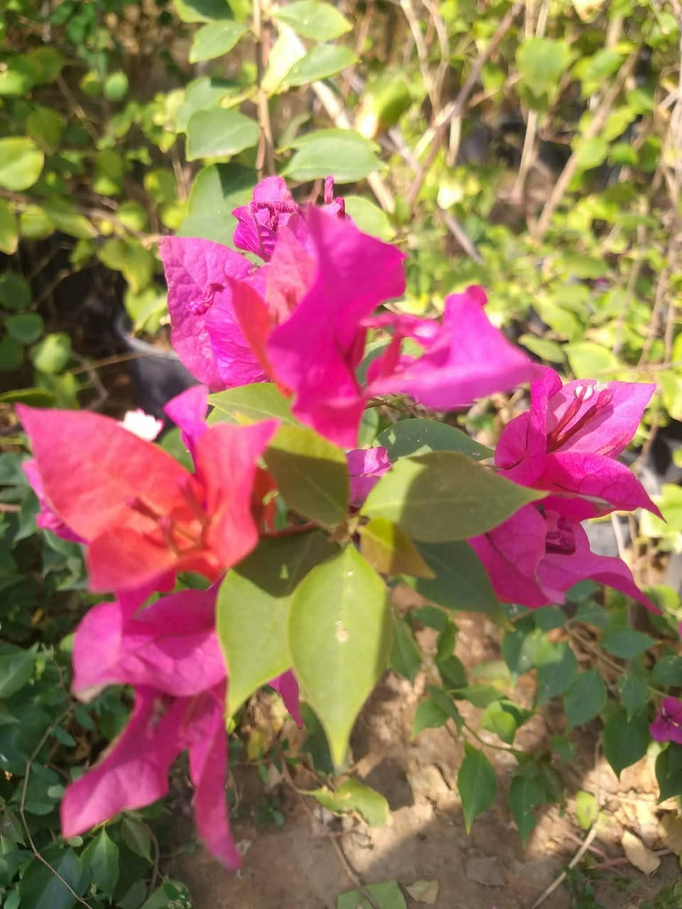 السلام عليكم احبتي الكرام يتوفر جهنمي متسلق هاي الاوان الي بالصور يوجد خدمه توصيل بغداد وديالى فقط
***********
