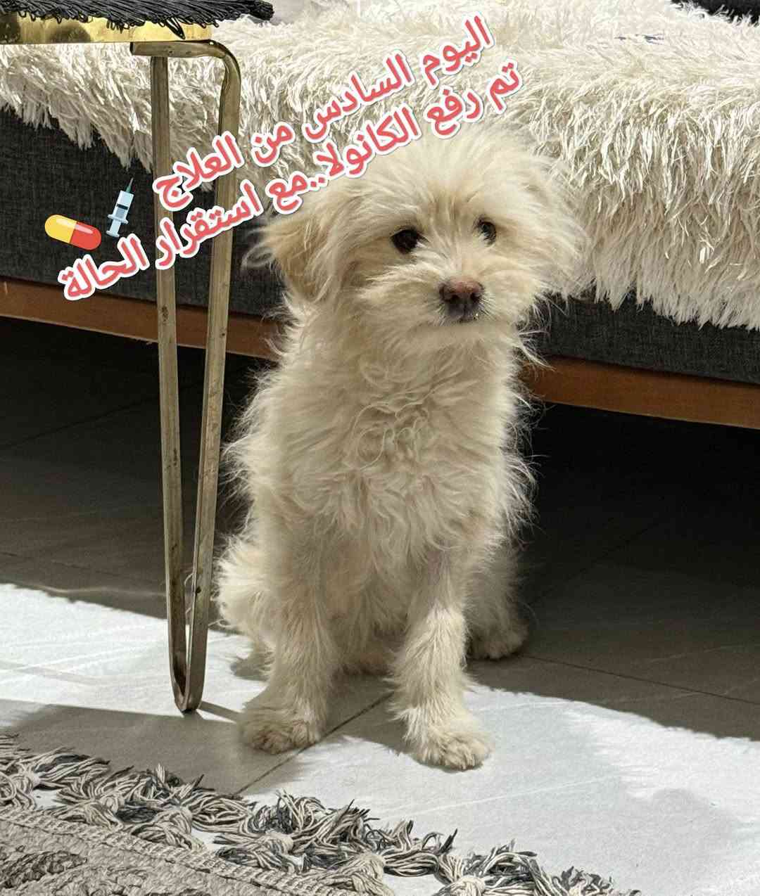 #قبل أيام كان في ضيافتنا كلبه نوع ترير.. جميله...
#لأحد اخوانا الاعزاء 🌺 
يعاني من 
#اسهال شديد 😞
#قيئ مستمر🤮
# فقدان الشهية 🤢 
#خمول 😣
#جفاف شديد 😍
#بعد الفحص والتشخيص 🧑‍⚕️ 🩺 
لوحظ..إصابته .. بالالتهاب الأمعاء ....#نتيجة تعرضها لتغيير في درجات الحرارة ...مما أدى إلى إصابة....#تم إعطاء المحاليل الوردية اللازمة..مع كورس متكامل من #العلاجات.. الخاصة الحاله وبعد مرور عدة أيام والحمد لله تم اكتساب الشفاء التام 😍 🧑‍⚕️ 
العيادة البيطرية City cat clinic 
#جمعية -الشارع الخدمي-قرب اليهوديه مقابل البشير للتمور العالمية من جهة الشارع الخدمي 
#للحجز والاستفسار يرجى مراسله الصفحه او الاتصال على الرقم ***********
#تتوفر خدمه توصيل لجميع المحافظات 🛵
