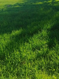 أرض زراعيه للبيع سند 25 مساحه 10 دونم مكان الارض واسط صويره تبعد عن مر...