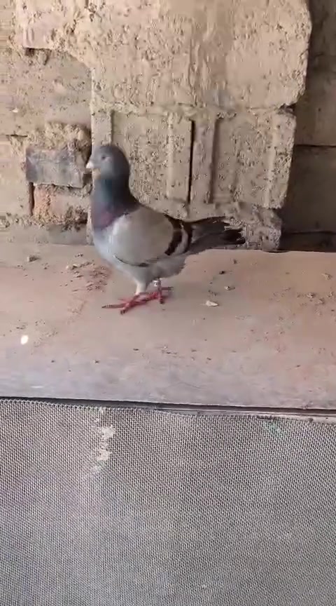 سلام عليكم متاح تك طيره باله بلجيكيه شعله موديل 20 رقمي لشراء ***********
