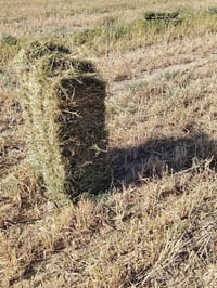 كبس دخن • الديوانيه • سومر