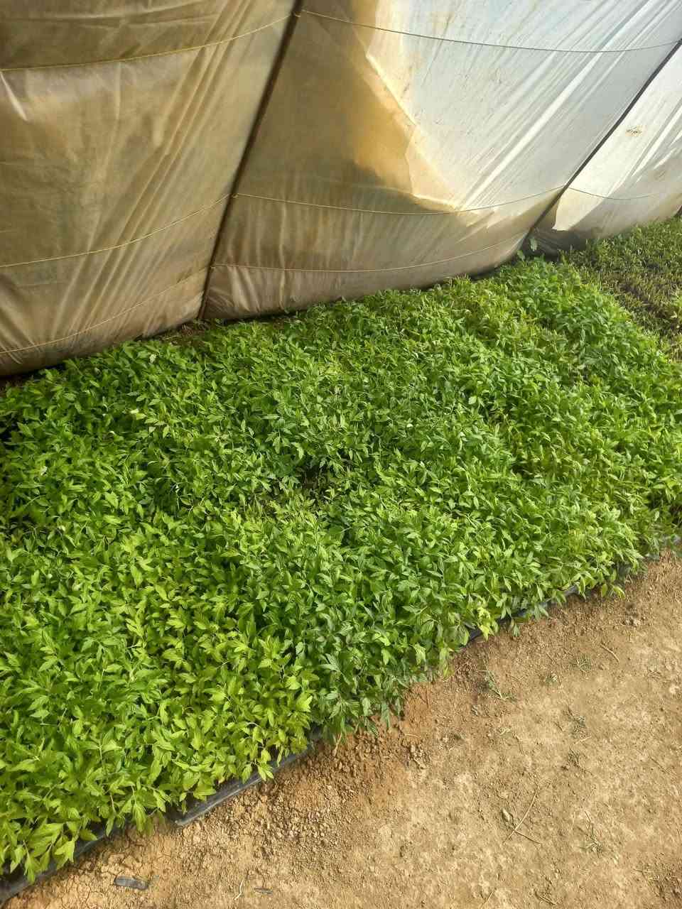 طماطه نون البيع لا ستفسار لاتصال على
الرقم ***********
