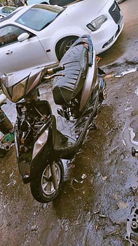 ثعلب للبيع  300 07772337673