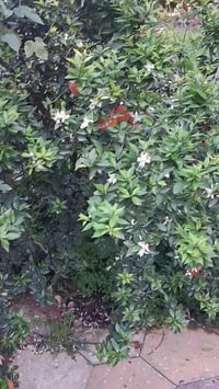 كربلاء • ٦٠٠م • طابو زراعي