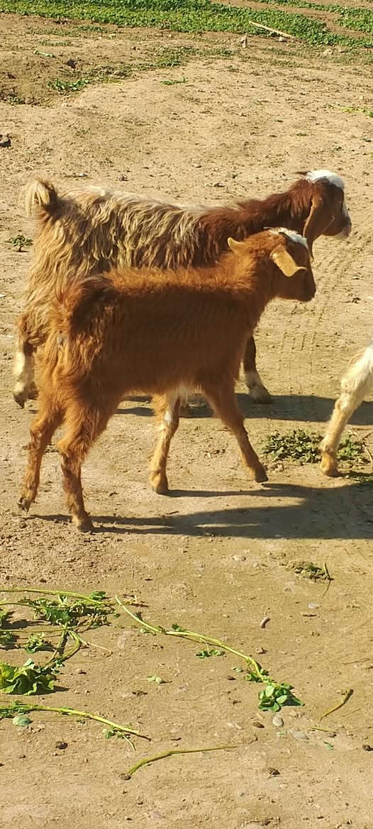 متاح صخلات حلوات تريد جني تريد ربط بيهن وحده غزاليه سعر الزوج اذا شلع ب250واذا تفريد كلمن وسعره يعني سعر الوحده125
***********
***********
