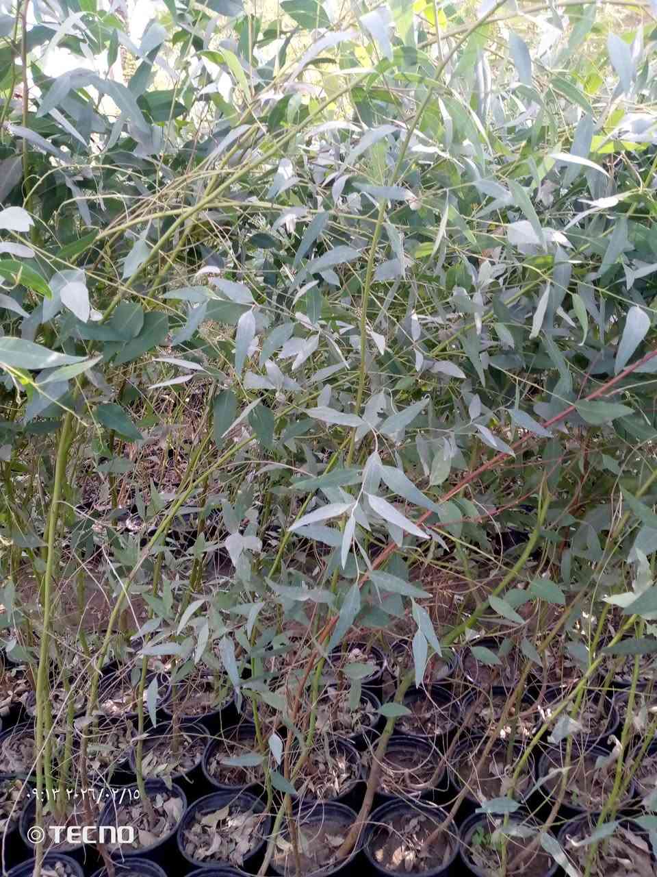 السلام عليكم 
قلم صوز سندان 
زيتون كيس 
بخور سندان
البيزيا سندان 
ددونيه سندان وكيس 
جاتروفا سندان 
الموقع الجزيره السياحيه 
للتواصل متوفر واتساب 
‏‪***********‬‏
