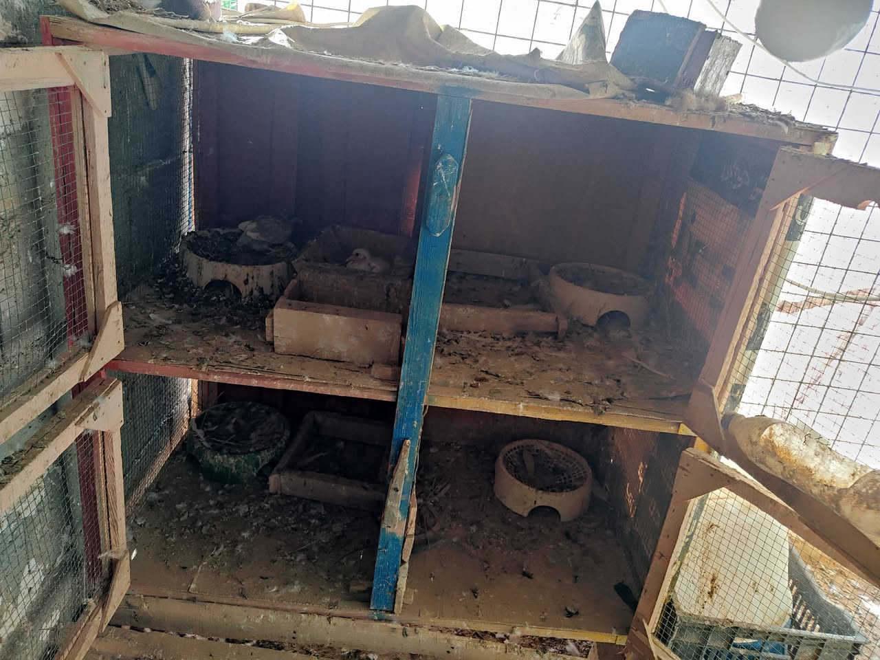 ئەم قەفەسە بۆ فرۆشتن 4 خانەی گەورە و پاک و خاوێنە زۆر جوان و تازەیە سعریشی گونجاوە 
بۆ بەخێو کردنی و جوجکە و مریشکی کڕ کەوتوو دەرەجە یەکە بۆ کۆتریش عەیبی نیە لە کەلارم 
ئەدمین❤️.


**إذا كنت صاحب هذا الإعلان وتريد حذفه لأي سبب، رجاءا أرسل رسالة إلى الدعم الفني**