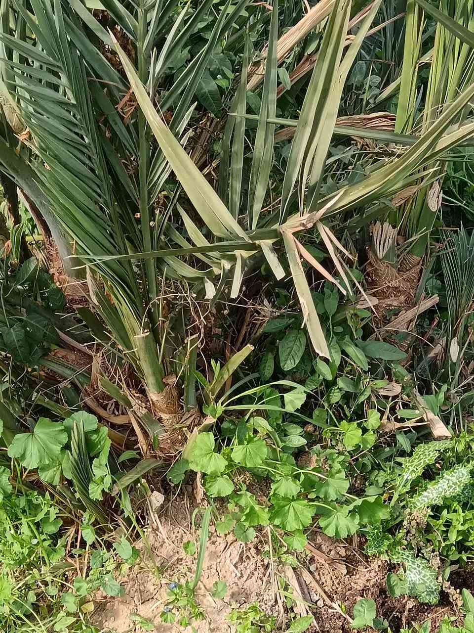 سلام عليكم خوان مزرعه كامله اول سنه نبدي بل شلاع
الاصناف
مجهول
صقعي
اخلاص
برحي 
عجوه
قرنفلي
فحل غنامي ضمان الصنف وضمان الي تريده انته ولقلع بحضور المشتري شراي اتصل واني خادم رمش اني اخابرك
***********المكان واسط واسط واسط كوت
