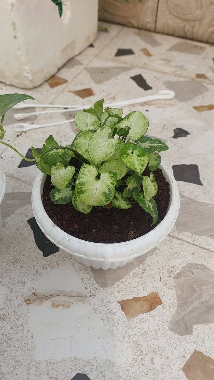 نباتات طبيعية للبيع هولنديه يوجد توصيل داخل كركوك


**إذا كنت صاحب هذا الإعلان وتريد حذفه لأي سبب، رجاءا أرسل رسالة إلى الدعم الفني**