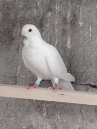 راحت عندي هذا الارفلي الي يلكه ايخابرني هذا رقمي ٠٧٧١١٠٠٠٤٦٥ بارك الله...