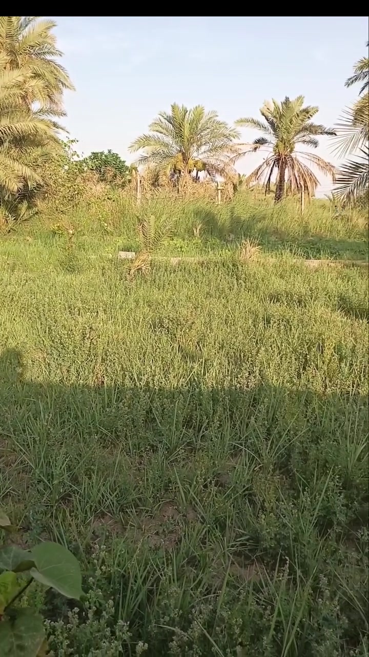 سلام عليكم بستان للبيع للاستفسار الاتصال على ***********
