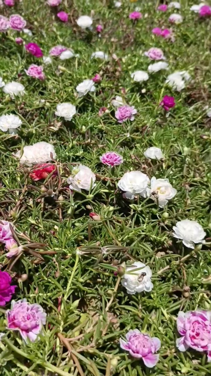 متوفر ورد الصباح العراقي ٨ الوان مزروع بكيس ونشاط وتزهير خير من الله سعر الشتله ٥٠٠ للجمله وبي مجال للكميات العنوان البصره الهارثه هاتف ***********

