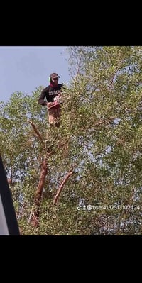 قطع الاشجار مجاني07748898774