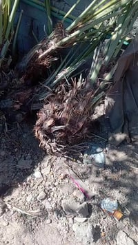 كم سلام عليكم يوجد فسلان زهدي أحجام تخبل يوجد خستاوي حر ويوجد خظراوي و...