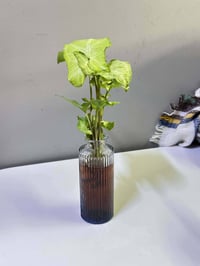 قوارير كيوت • زرع طبيعي • ديكور بيت