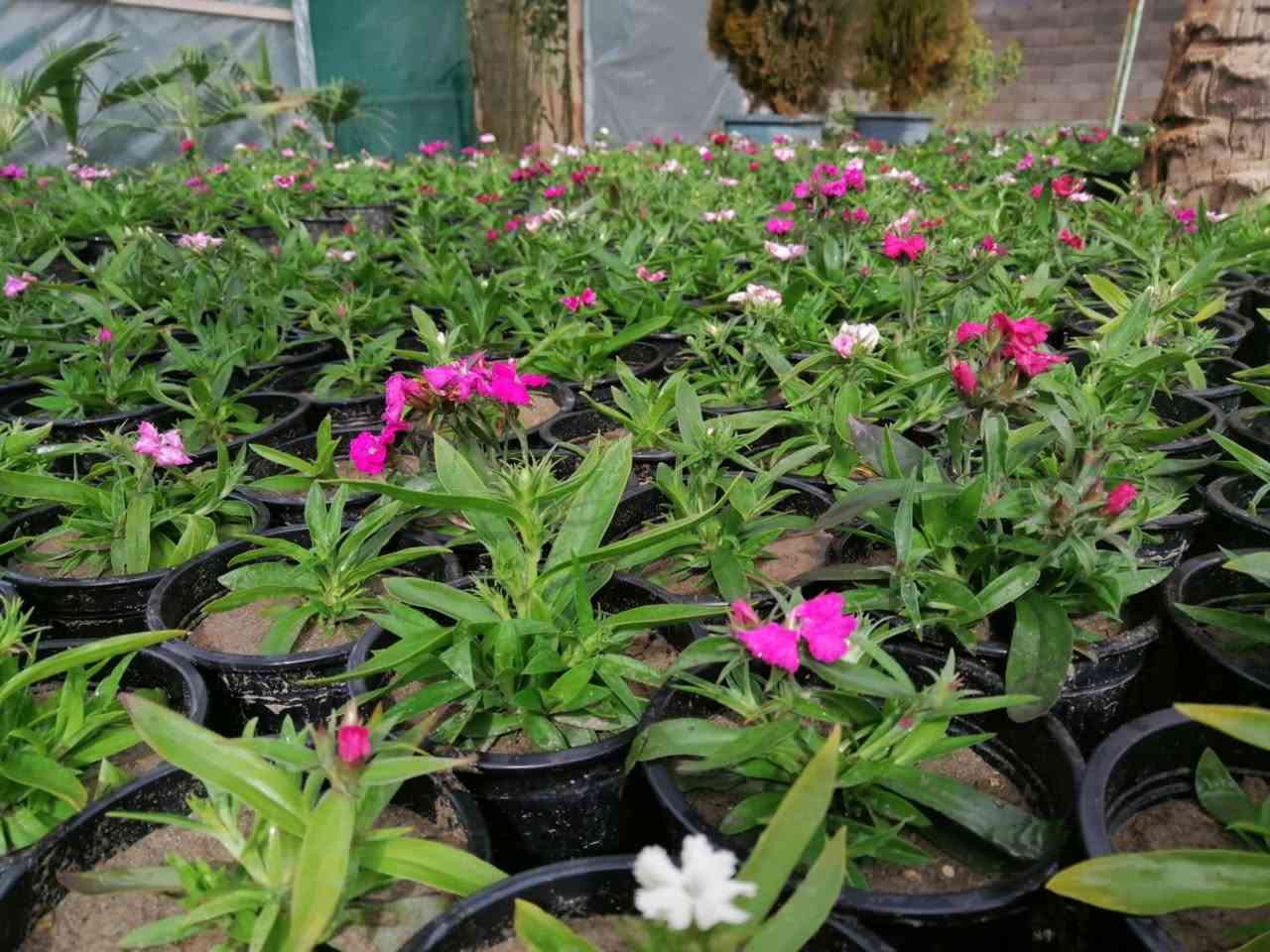 مشتل حديثة المركزي 
ورد موسمي على 500 🌹🌴🍯 يوجد خدمت توصيل 
قرنفل ععراقي
قرنفل صيني
كزانيه


**إذا كنت صاحب هذا الإعلان وتريد حذفه لأي سبب، رجاءا أرسل رسالة إلى الدعم الفني**