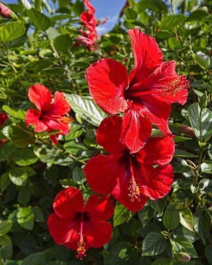 يتوفر شتلات ورد جهنمي و ورد الجمال 🥀
يصلح للحدائق في المنازل و المنتزهات و هي اشجار دائميه و ليست موسمية و تتحمل اجواء العراق الحاره و إذا حابين تزورونه موقعنا: ناضم رقم اربعه قرب محلات الساده للتواصل والاستفسار رقم (***********) واتساب (***********)
سعر الشتله:3000 دينار (سواء كان ورد الجمال او ورد جهنمي )
