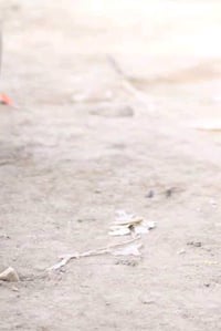 قطعه ارض للبيع زراعيه في الناصريه منطقة حي الجوادين المساحه 200متر ماء...