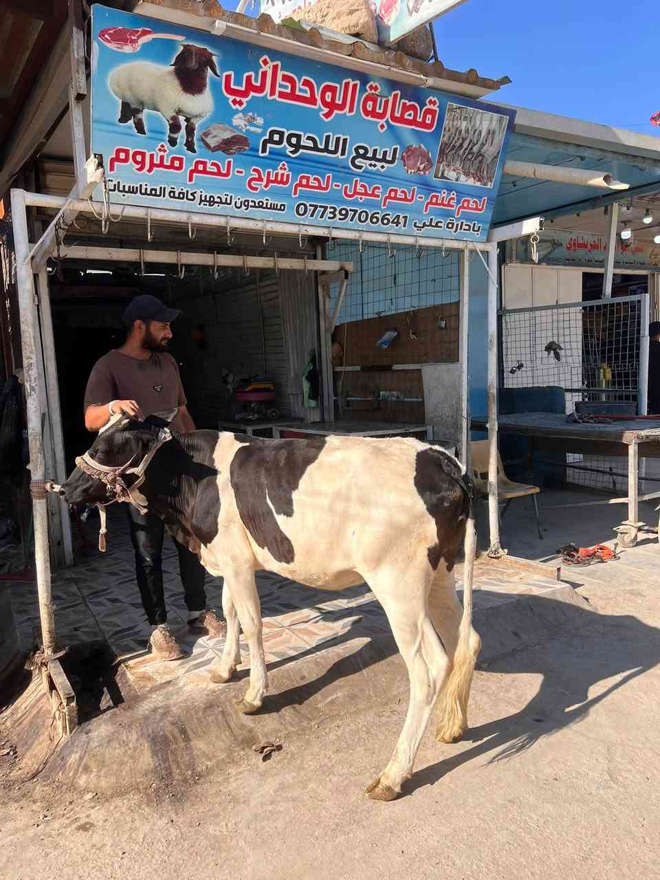 ان شاء الله ليوم الصبح يوجد لحم عجل درجه اولى شرط قوزي 🐂🔪🐂🥩🥩🍖الحمه التريدهة تاخذها 
(شرط عراقي مال الديرة 💯💯لاسوري ولامستورد)
🍖🐂🐂🐂 السعر  13 الف
***********
